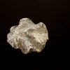 Fossile, versteinerte Auster Peru