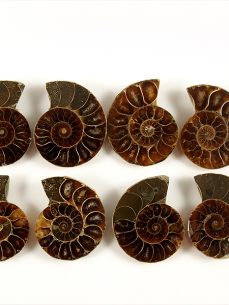 Ammonit Paar 3,5 cm Cleonicderass Madagaskar