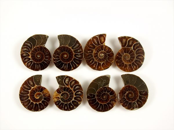 Ammonit Paar 3,5 cm Cleonicderass Madagaskar