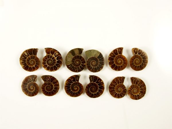 Ammonit geschnitten ca 3 cm Durchmesser, Madagaskar