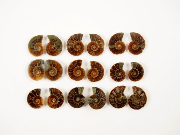 Ammonit geschnitten 2 cm Durchmesser Madagaskar