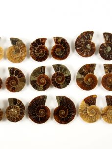 Ammonit geschnitten kleine Paare