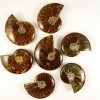 Ammonit Cleoniceras, Mahajanga Madagaskar Fossilien