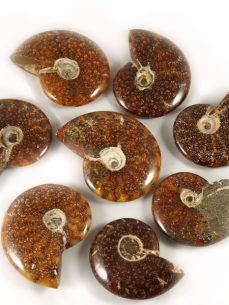 Ammonit versteinert, Mahajanga, Madagaaskar
